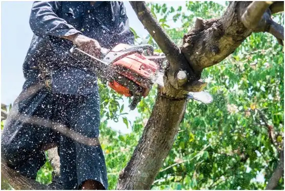 tree services McGregor